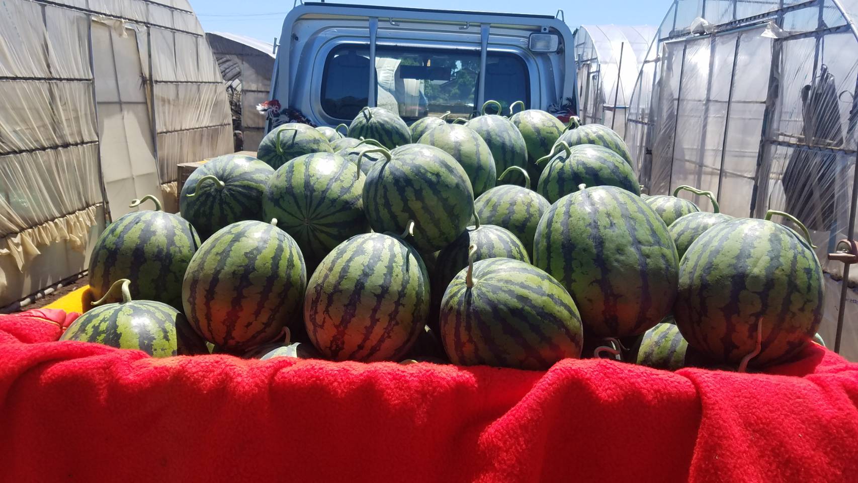 ありがとうございました(^O^) | しあわせスイカ農園